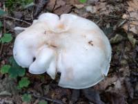 Großer weißer Pilz mit Auswölbungen im Hut